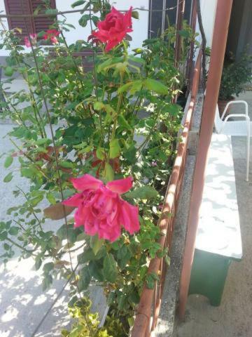 Pavlinovic Jure Apartment Makarska Exterior photo